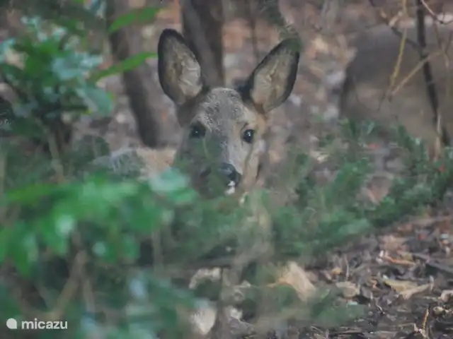 vakantiehuis huren in Nederland, Drenthe, Diever – Huis Drenthe Begin februari lagen 3 herten in de tuin eerst waren deze aan het eten in de tuin toen lagen ze in het zonnetje onder de boom tot 12uur toen  stapten ze op