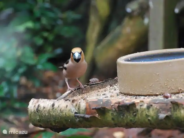 vakantiehuis huren in Nederland, Drenthe, Diever – Huis Drenthe Een  appelvink komt buurten