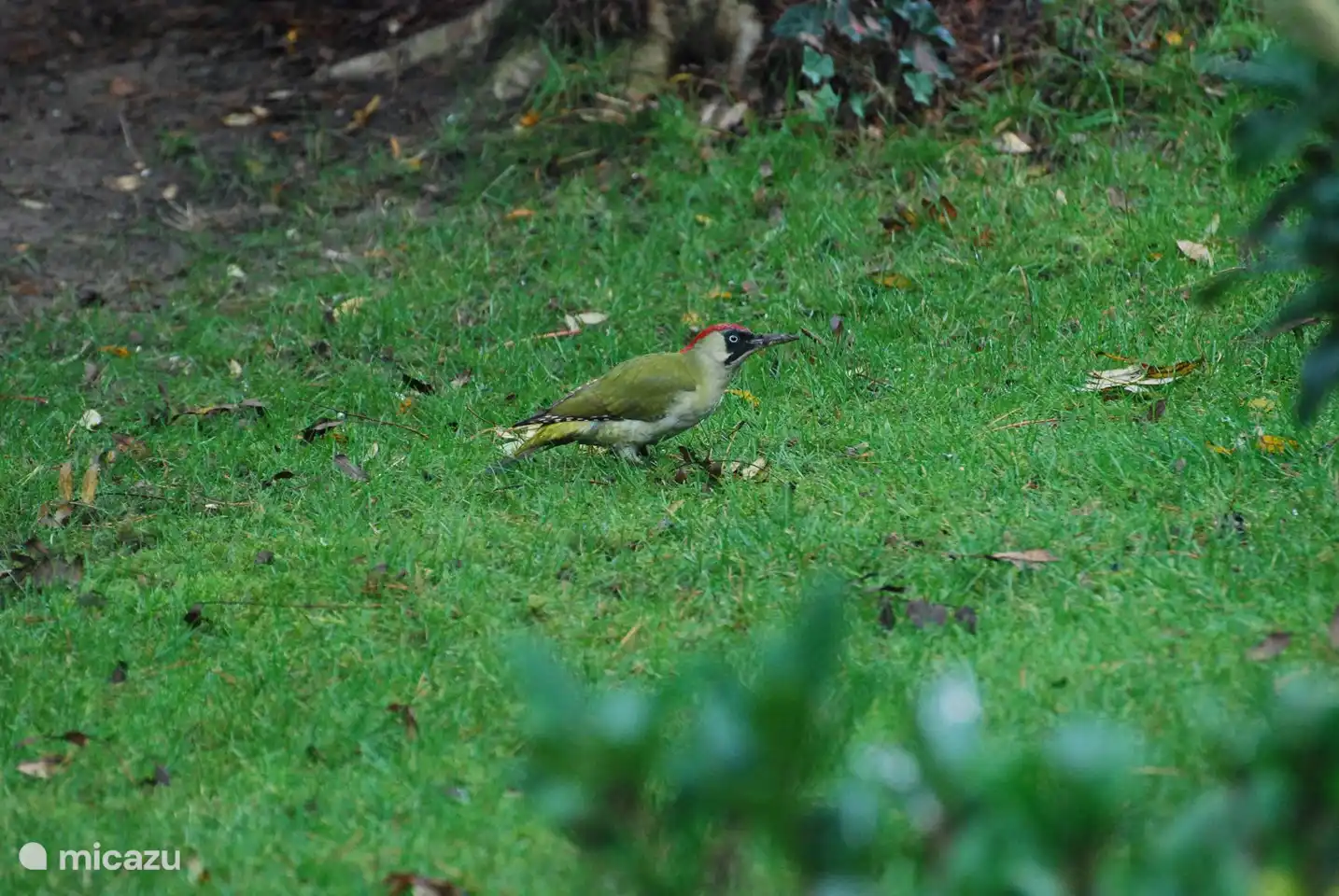 Der Grünspecht, den ich mehrmals gehört hatte, aber jetzt war er im Garten