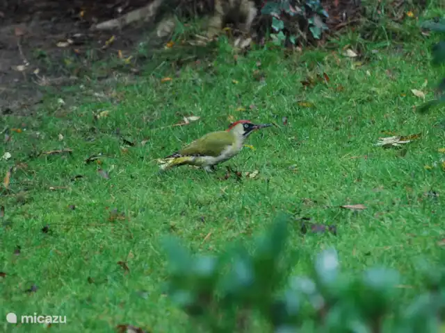 vakantiehuis huren in Nederland, Drenthe, Diever – Huis Drenthe De groene specht  ik had hem diverse keren gehoord maar nu was hij toch in de tuin