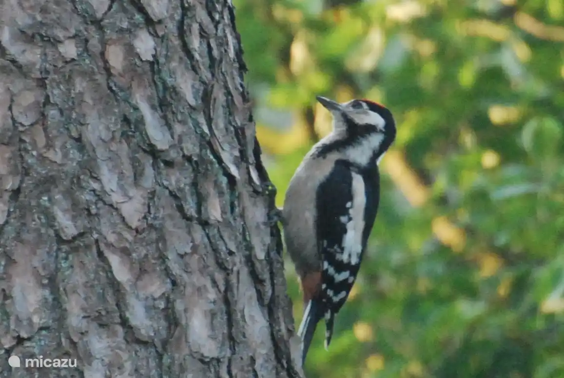 Der Buntspecht, den ein Stammgast hat, hat eh schon mehrmals schön im Garten gebrütet