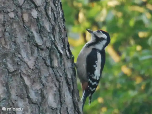 vakantiehuis huren in Nederland, Drenthe, Diever – Huis Drenthe  De bonte specht een vaste bezoeker hi heeft diverse keren in de tuin gebroed mooi toch