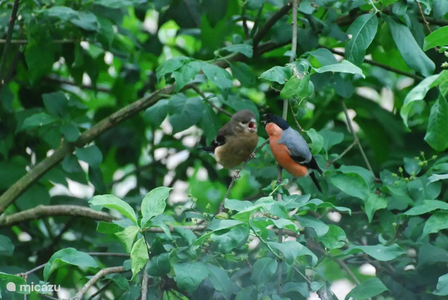 Es ist Anfang Juni, die Jungvögel sind ausgeflogen und werden gefüttert.