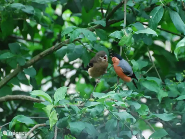vakantiehuis huren in Nederland, Drenthe, Diever – Huis Drenthe Het is begin juni de jonge vogels zijn uitgevlogen en worden  gevoederd.