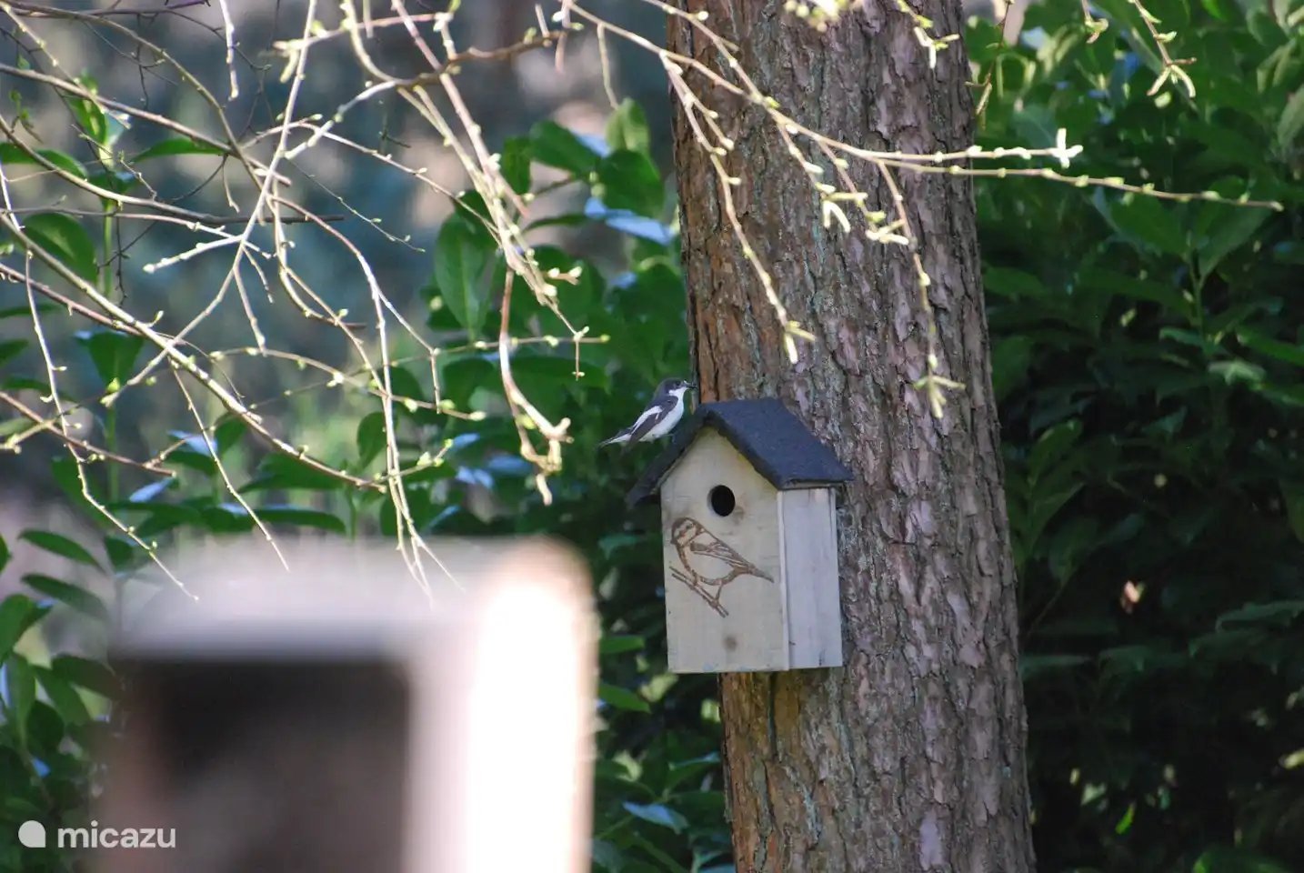 Der jährlich brütende Fliegenschnäpper, dessen Junge erfolgreich ausgeflogen sind.