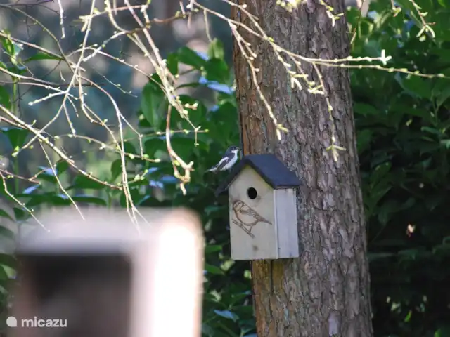 vakantiehuis huren in Nederland, Drenthe, Diever – Huis Drenthe De vliegenvanger die jaarlijks komt broeden .de jongen zijn met succes uitgevlogen.