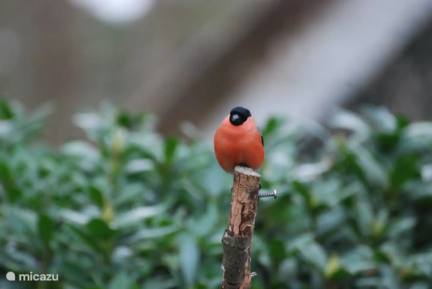 Der Dompfaff, dieser Fink ist schwer zu fotografieren und frisst normalerweise junge Knospen im Baum