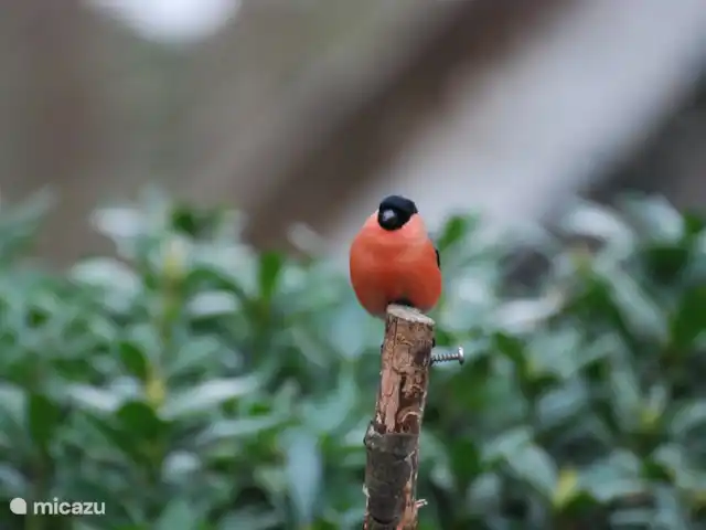 vakantiehuis huren in Nederland, Drenthe, Diever – Huis Drenthe De Goudvink deze vink laat zich moeilijk fotograferen zit meestal in de boom jonge knopjes te eten