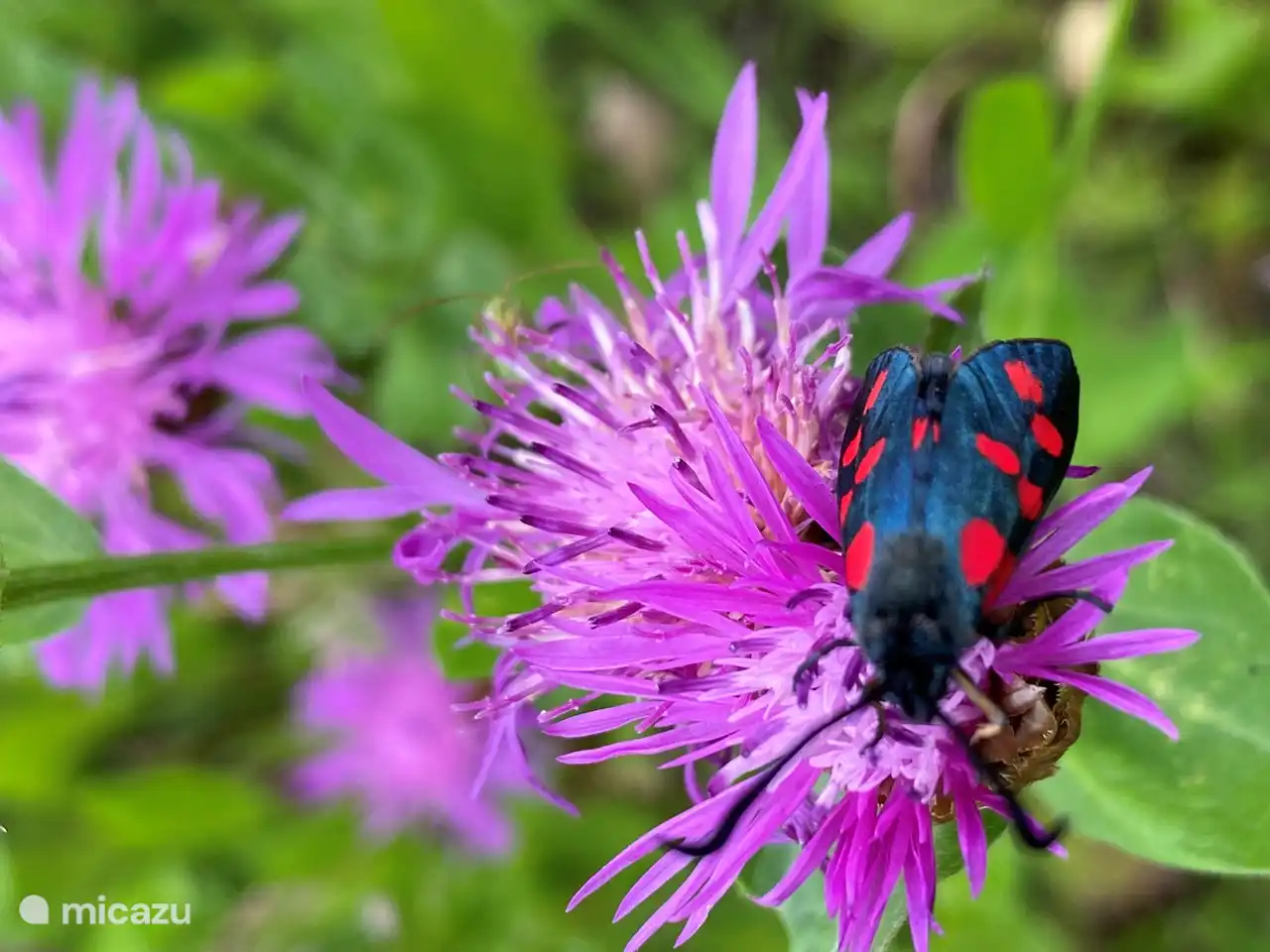 Spotted the St. John's butterfly