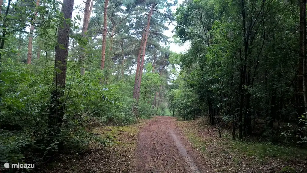 Aufgrund seiner einzigartigen Lage wandern Sie direkt in den Wald, wo Sie stundenlang spazieren können.