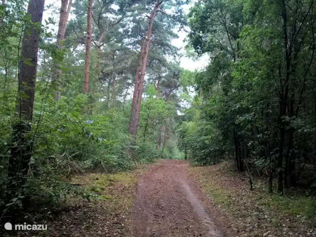 Jet domestique | Pays-Bas, Limbourg, Swolgen - maison de vacances En raison de l'emplacement unique, vous marchez directement dans la forêt où vous pouvez marcher pendant des heures.