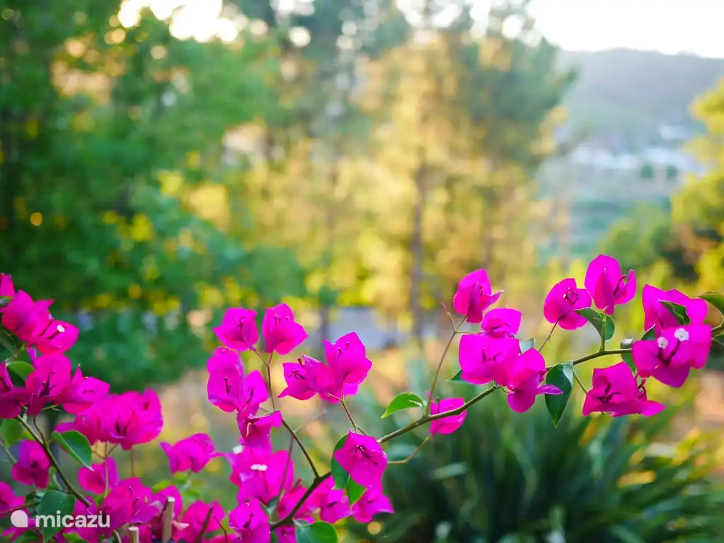De tuin rondom Casa Pancrasia bestaat uit een divers geheel van flora en fauna.