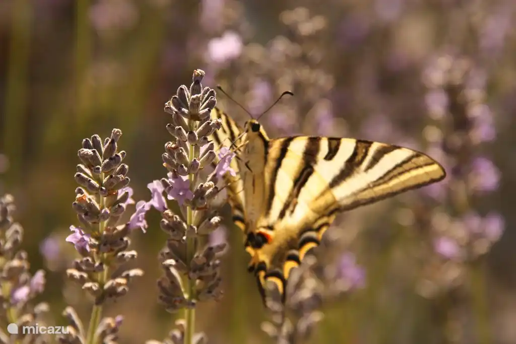 De tuin rondom Casa Pancrasia bestaat uit een divers geheel van flora en fauna.