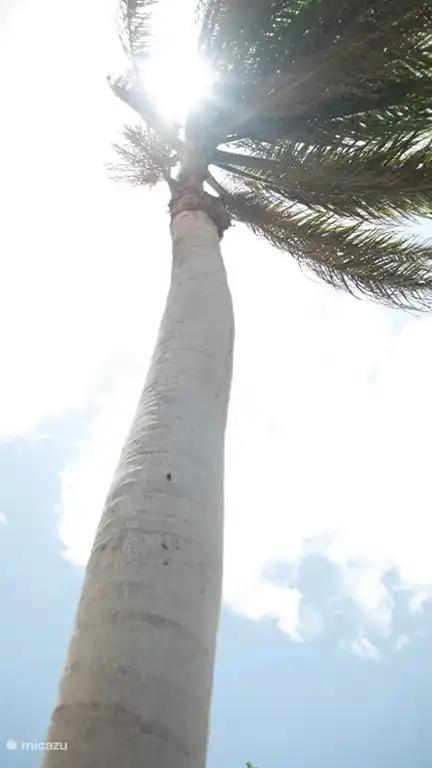 Foto de nuestra tumbona perezosa