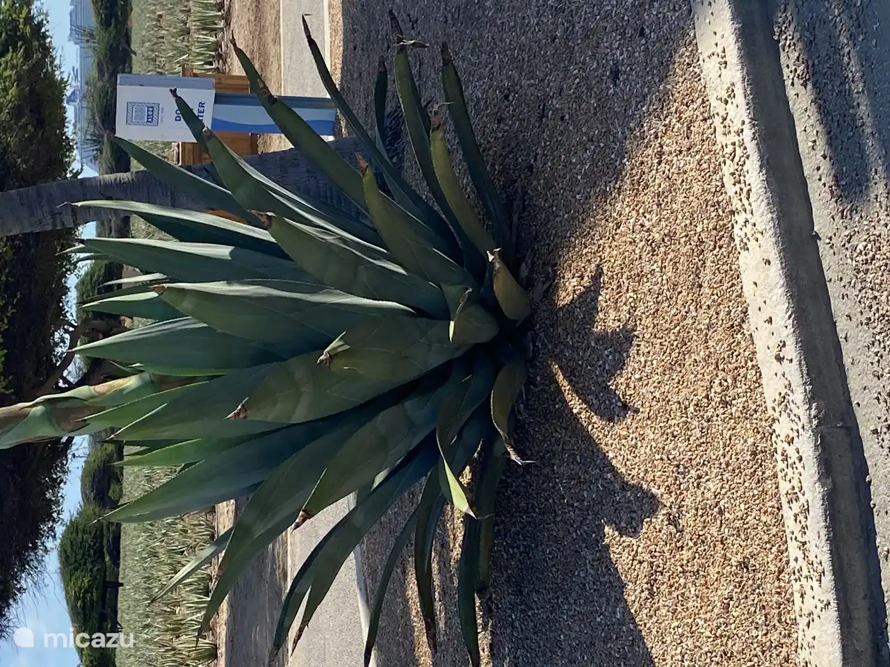 la planta de aloe vera