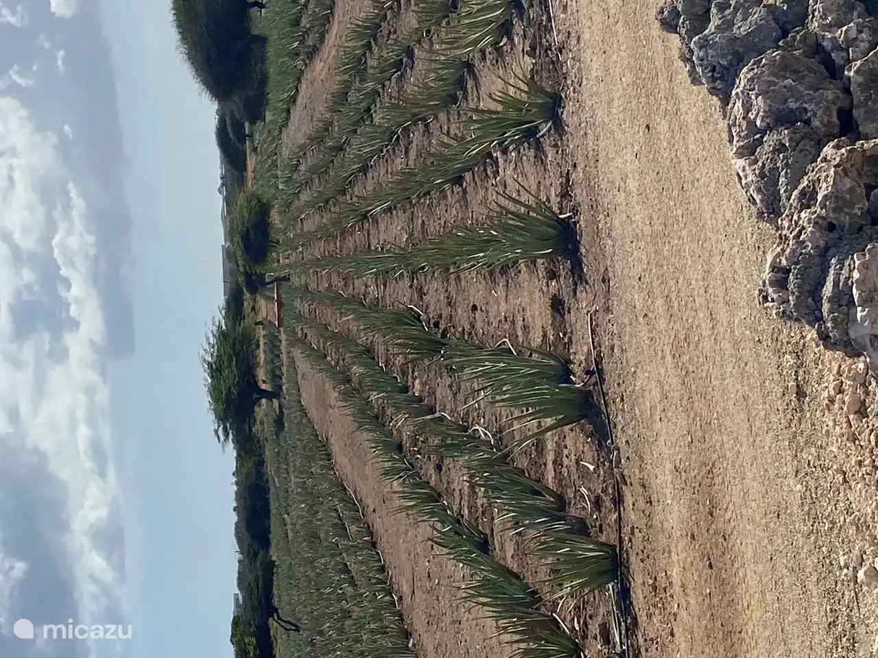 Plantación de Aloe Vera, también hay un pequeño museo y tienda con todo tipo de productos de Aloe Vera