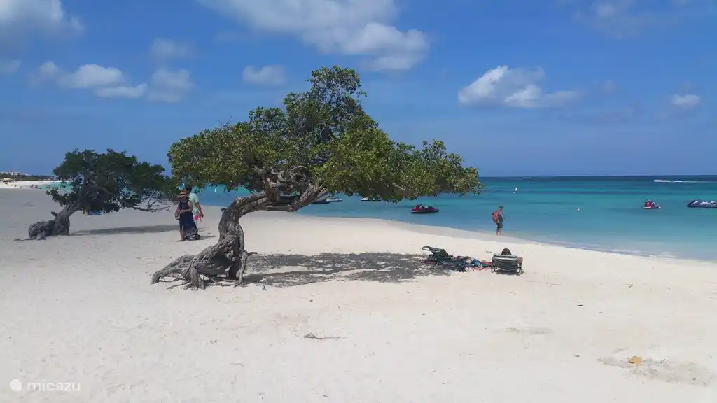 El famoso Divi divi en Eagle Beach