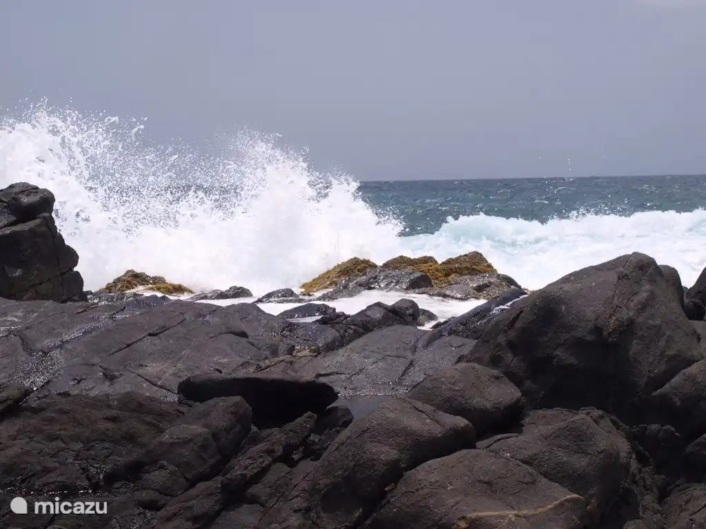 La costa norte de Aruba se caracteriza por sus características agrestes. Asegúrese de llevar este lado con usted en un recorrido por la isla.