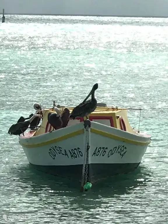 Pelícanos en Rogers Beach