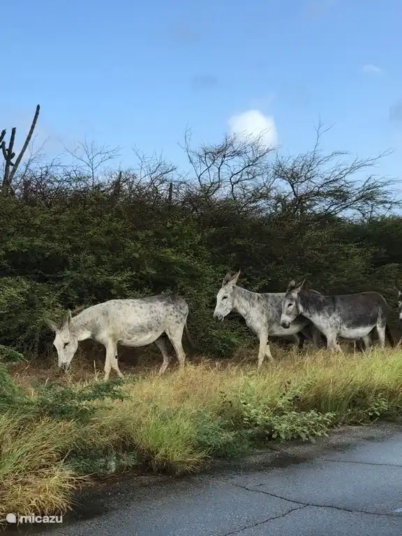 De camino a Baby Beach te encuentras con esta a la altura de Seroe Colorado