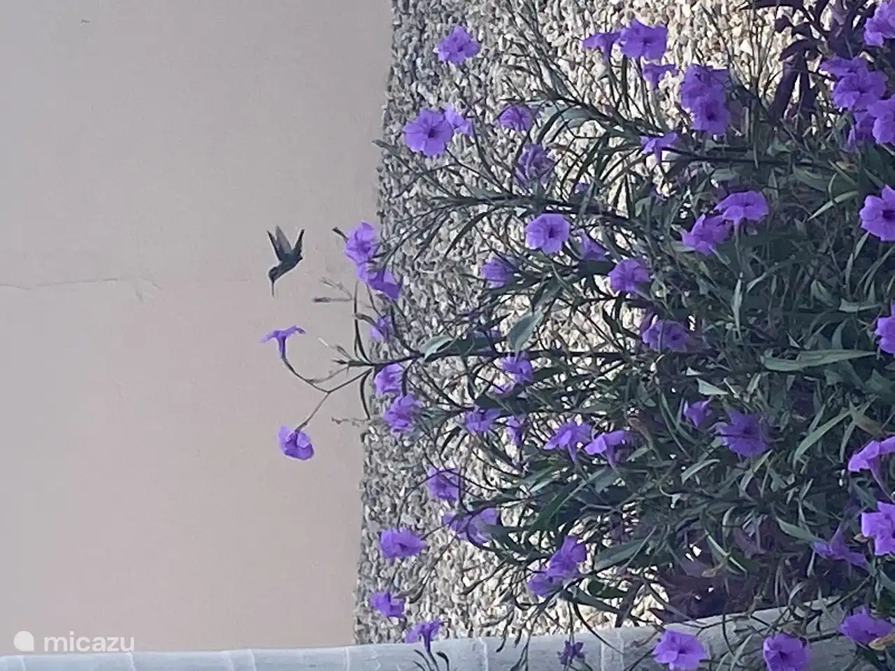 Planta en el jardín, hemos plantado especialmente porque el Colibrí viene a él. Especialmente por la mañana.