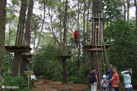 The big climbing forest