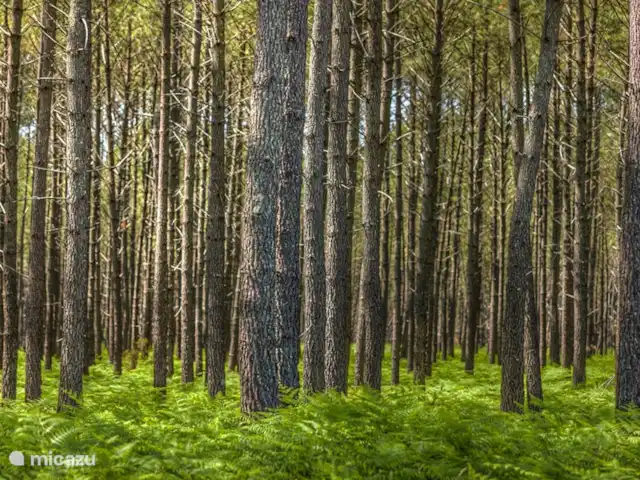 La Maison Aquitania en Francia, Landas, Vielle-Saint-Girons - villa Le Lande