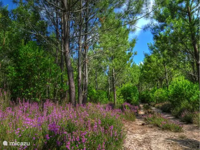 La Maison Aquitania en Francia, Landas, Vielle-Saint-Girons - villa Le Lande