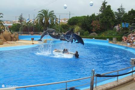 Espectáculo de delfines en el parque de atracciones Marineland de Palafolls