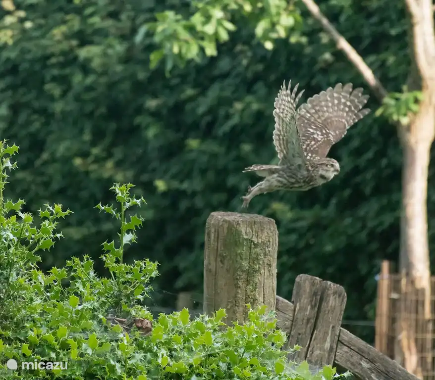 Et maintenant de retour à la maison dans le poirier
