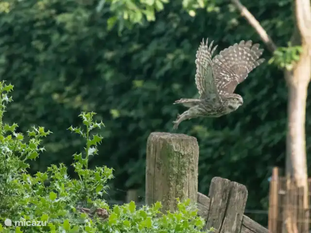 't Heeske huren in Nederland, Limburg, Sevenum - vakantiehuis En nu weer naar huis in de perenboom