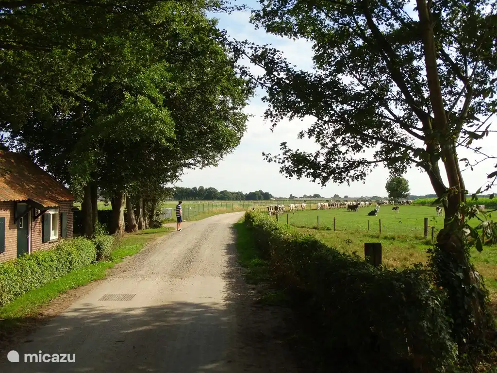 Pendant la période de pâturage, les vaches de la ferme glacée voisine de Veldweide passent tous les jours devant 't Heeske, vers et depuis l'étable pour être traites.