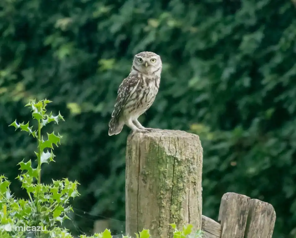 Un petit couple de hiboux vit dans le poirier du jardin