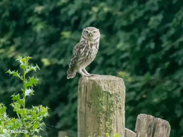 't Heeske huren in Nederland, Limburg, Sevenum - vakantiehuis Steenuiltjespaar woont in de perenboom in de tuin