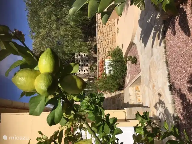 Fruit tree for use of guests