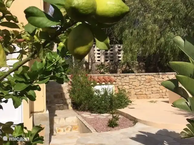 Villa Dénia | Espagne, Costa Blanca, Dénia - villa Arbre fruitier à l'usage des clients