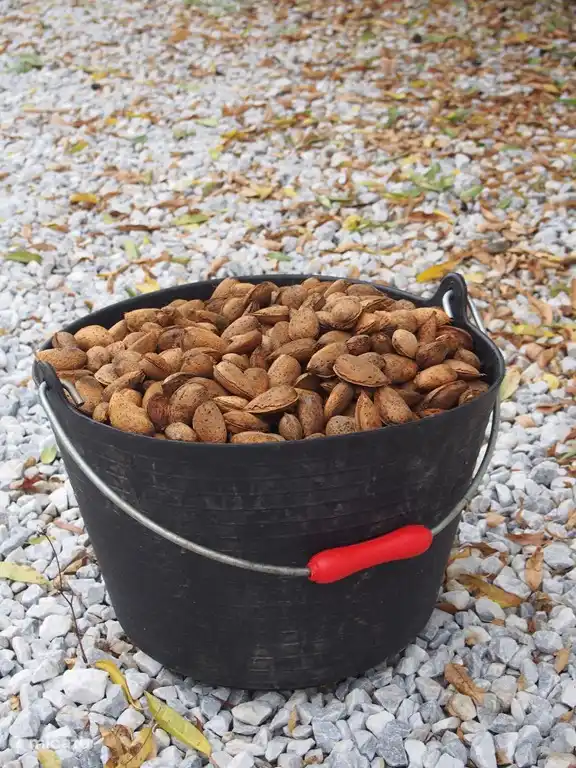 Amandes de ses propres arbres
