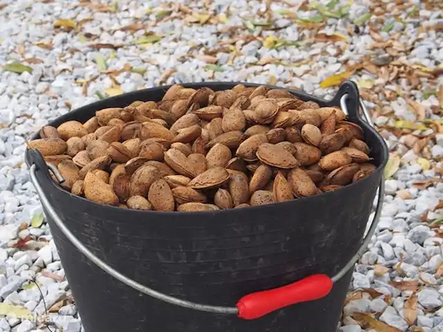 Los Pajaros | Espagne, Costa del Sol, Torrox - maison de vacances Amandes de ses propres arbres