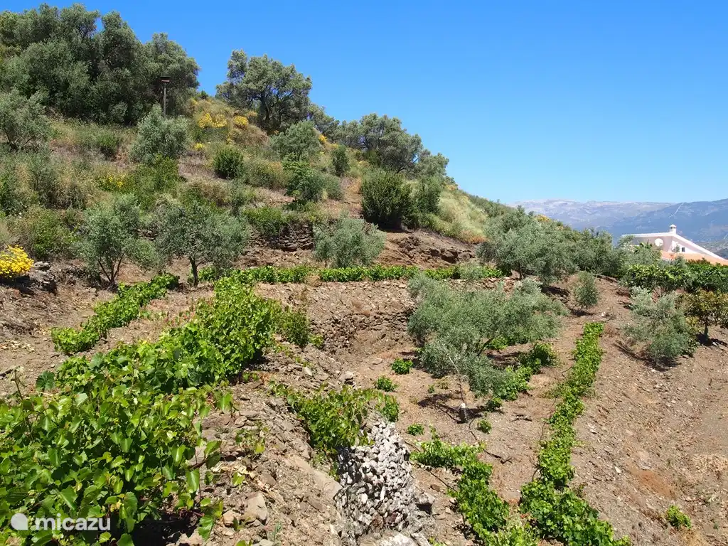 Le vignoble avec la maison à droite
