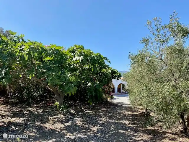 Vue sur Los Pajaros depuis la Calle de La Luz, entre le figuier à gauche et les oliviers à droite