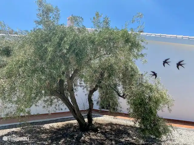 Entrée de la maison / olivier à la porte d'entrée, haut lourd avec les olives
