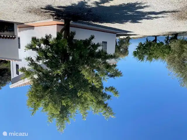 Chêne argenté australien sur le côté des chambres du bas