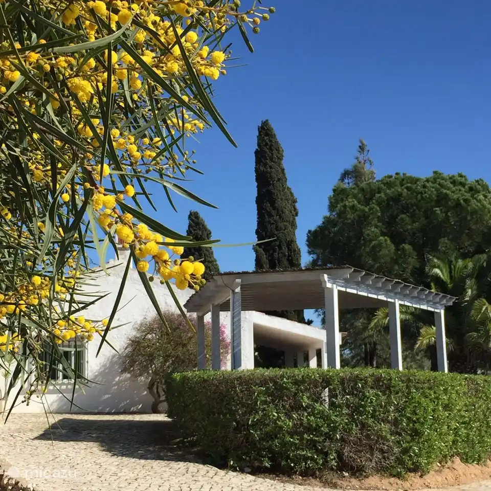 Casa Rosa au printemps avec mimosa en fleurs