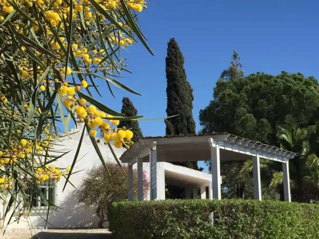 Quinta da Felicidade, Casa Rosa | Portugal, Algarve, Albufeira - maison de vacances Casa Rosa au printemps avec mimosa en fleurs