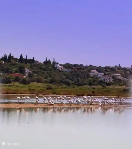 Flamants roses dans la réserve naturelle de Salgados, devant la Quinta da Felicidade.