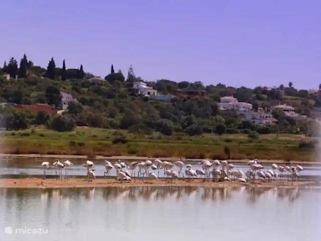 Quinta da Felicidade, Casa Rosa | Portugal, Algarve, Albufeira - maison de vacances Flamants roses dans la réserve naturelle de Salgados, devant la Quinta da Felicidade.
