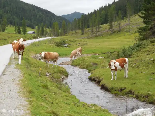 Aineckblick TOP 14 | Autriche, Salzburgerland, Sankt Margarethen im Lungau - appartement Un avec la nature. Profitez de l'environnement vierge.
