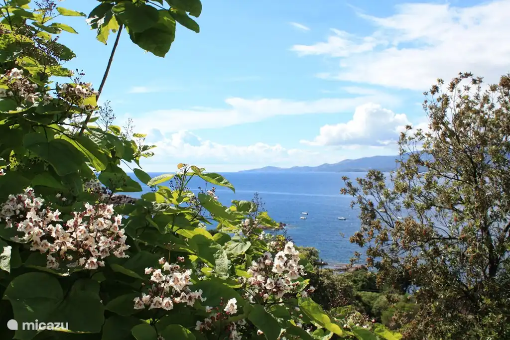 Catalpa in bloom in the garden
