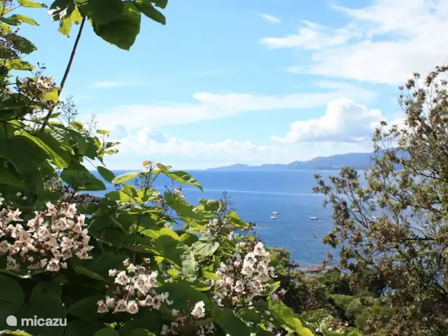 casa vacacional en Francia, Córcega, Calcatoggio – Villa Arbousier Calcatoggio Catalpa en flor en el jardín