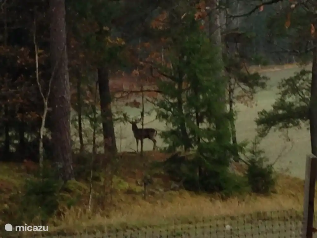 The beautiful fallow deer.